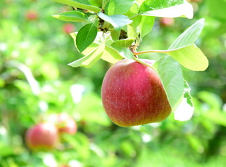 Reife rote Äpfel - Apfelbaum - Apfelernte in Südtirol - Banner