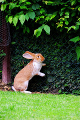 Red rabbit standing on his hind legs in the garden.