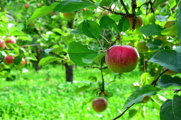 Reife rote Äpfel - Apfelbäume - Obstgarten in Südtirol