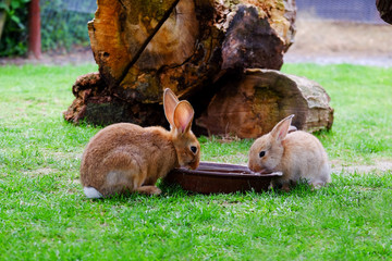 Two brown rabbits drinking water in the garden.