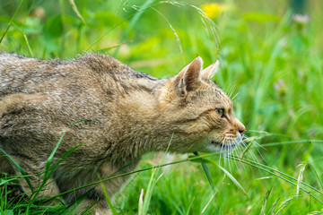 Naklejka na ściany i meble Wildcat (felix silvestris) slinking through grass to find prey