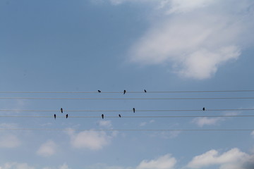 flock of birds flying in the sky
