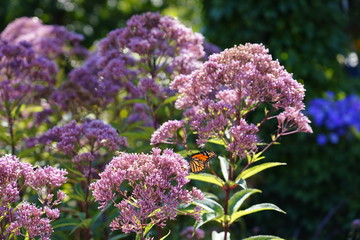 Butterfly feeding on some beautiful flowers