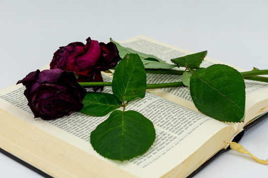 vertrocknete Rosen auf einer deutschsprachigen Bibel