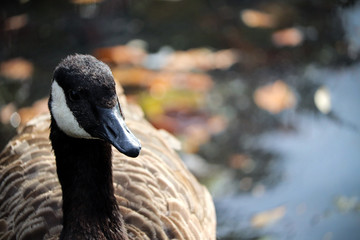 Wild bird swimming in a river