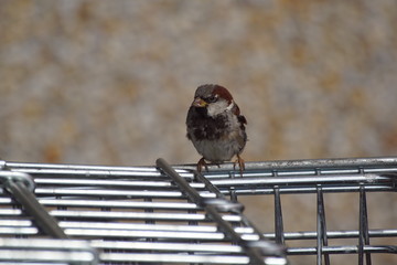 Wr&oacute;bel ,ptak ,mały ptak 