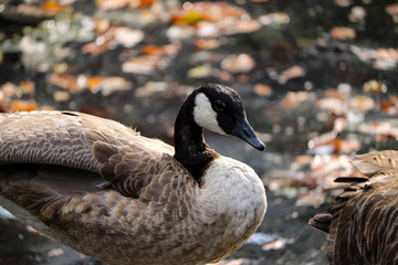 Wild bird swimming in a river