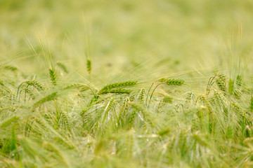 Green spikes in cultivated agricultural field. Early farming stage. Agriculture concept. Space for text.