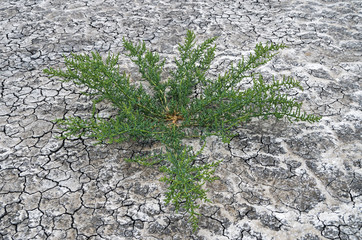 Plant growing on saline