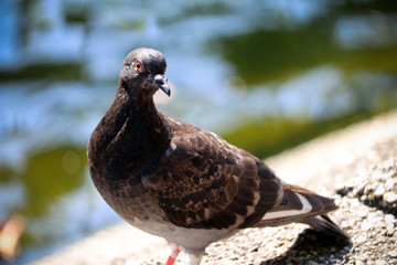 UK Pigeon by a river