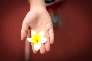Close-up plumeria flower on the hand of child