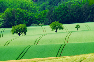 View on the agricultural fields with grain in Germany.