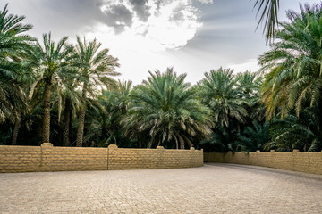 The Al Ain Oasis