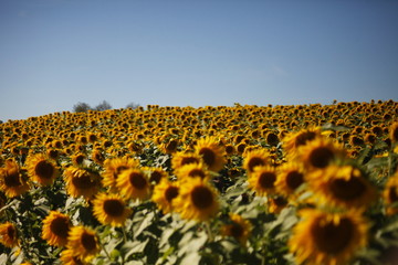 Obraz premium sunflowers