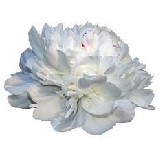 White peony flower isolated on a white background