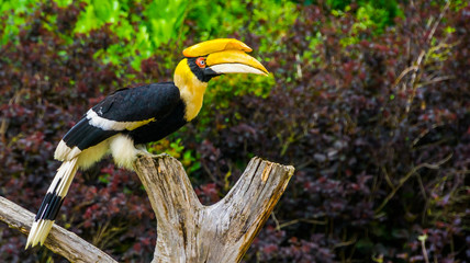 closeup portrait of a beautiful great indian hornbill, colorful tropical bird, Vulnerable animal specie from Asia © Charlotte B