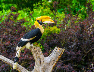 Great indian hornbill bird sitting on a tree top, tropical and vulnerable animal specie from Asia © Charlotte B