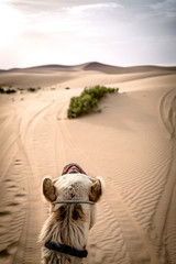 a camel walking through a desert