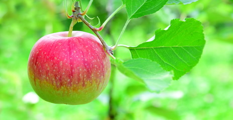 Roter Apfel - Apfelbaum - Hintergrund und Banner