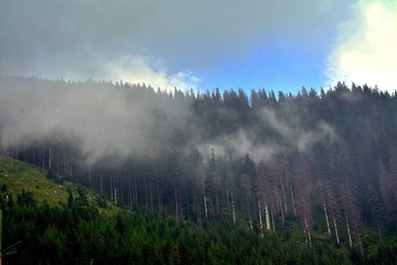 Fog over the coniferous forest