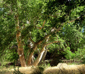 Arizona Sycamore tree