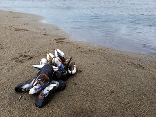 Shells on beach in San Francisco, California