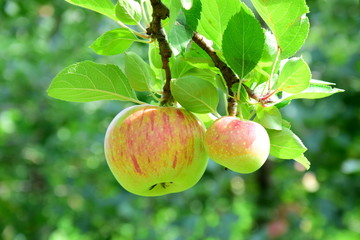 Reife rote Äpfel - Apfelbäume - Obstgarten in Südtirol