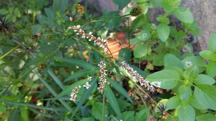 dragonfly on branch