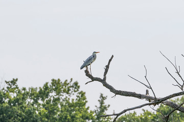 Grey heron-Héron cendré (Ardea cinerea)