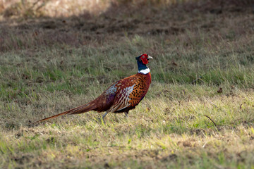 Fototapeta premium Common pheasant- Faisan de Colchide (Phasianus colchicus)