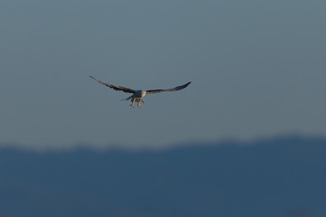 Close-up of a Forster's tern about to dive on a prey, seen in the wild in North California 