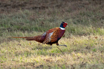 Common pheasant (Phasianus colchicus), Auvergne, France.