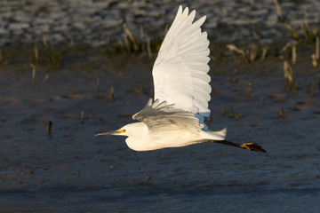 Close up of a great egret in a North California marsh flying in beautiful light
