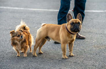 Pomeranian and French bulldog look closely at what is happening