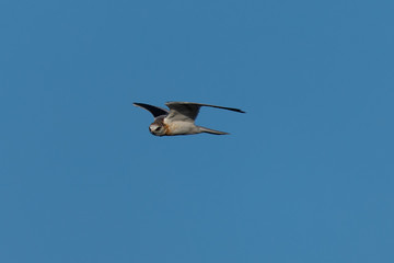 Close-up of a young white-tailed kite flying in the wild, seen in North California 