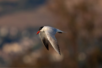 Forster's tern looking down, against North California hills 