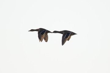 A couple of wild duck flying in beautiful light, seen in a North California marsh