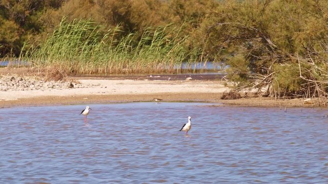 Couple of black winged stilts walks in the cerulean and shallow waters of a lagoon beside a swamp, in front of a common sandpiper that forages in the silt of the beach. Beautiful scene of wild birds
