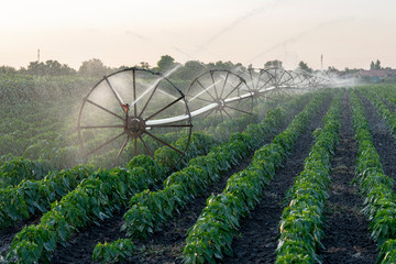 Irrigation System Watering Crops on Farm Field