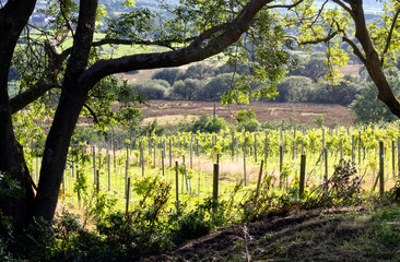 North Wales, Caernarfon. One of the most northerly vineyards in Britain. A summers day. Green lush vegetation.  Late August and grapes grow in the sun.