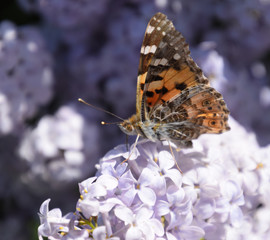 Fototapeta na wymiar Butterfly Vanessa cardui on lilac flowers. Pollination blooming