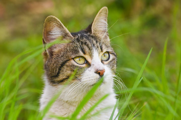 Naklejka na ściany i meble cat looking up on the green grass