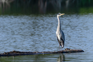 Grey heron-Héron cendré (Ardea cinerea)