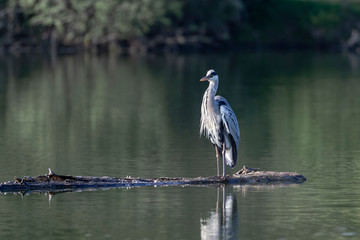 Grey heron-Héron cendré (Ardea cinerea)
