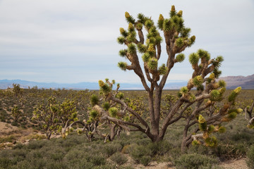 Joshua Trees