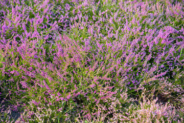 Obraz premium Heather flower background