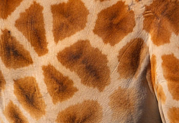 African Giraffe skin background with copy space