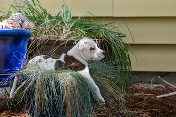 White Puppy in a Flower Pot