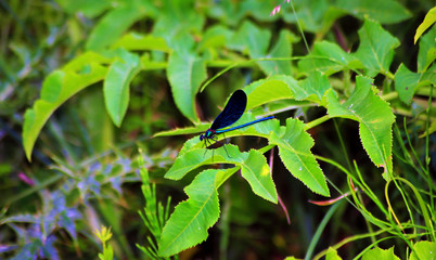  Blue european demoiselle -  (Calopteryx virgo) 