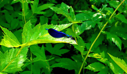  Blue european demoiselle -  (Calopteryx virgo) 